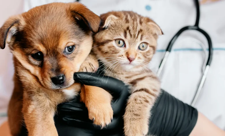 What to Expect During Your Pet's Veterinary Visit
