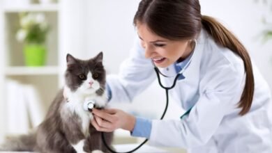 What to Expect During Your Veterinary Visit