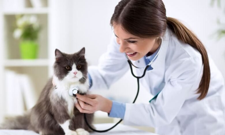 What to Expect During Your Veterinary Visit