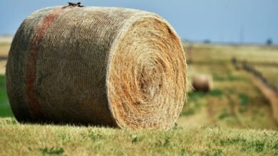 fusion node expansion strategy