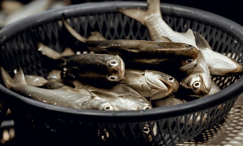 market flow at hypernova