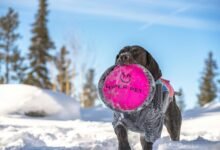 stellar hyper flow technology